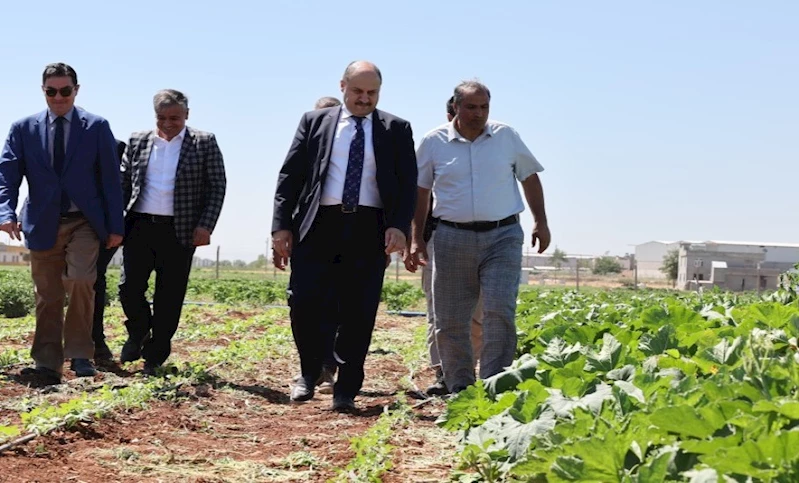 ŞANLIURFA BÜYÜKŞEHİR BELEDİYESİ, ATA TOHUMUNA SAHİP ÇIKIYOR