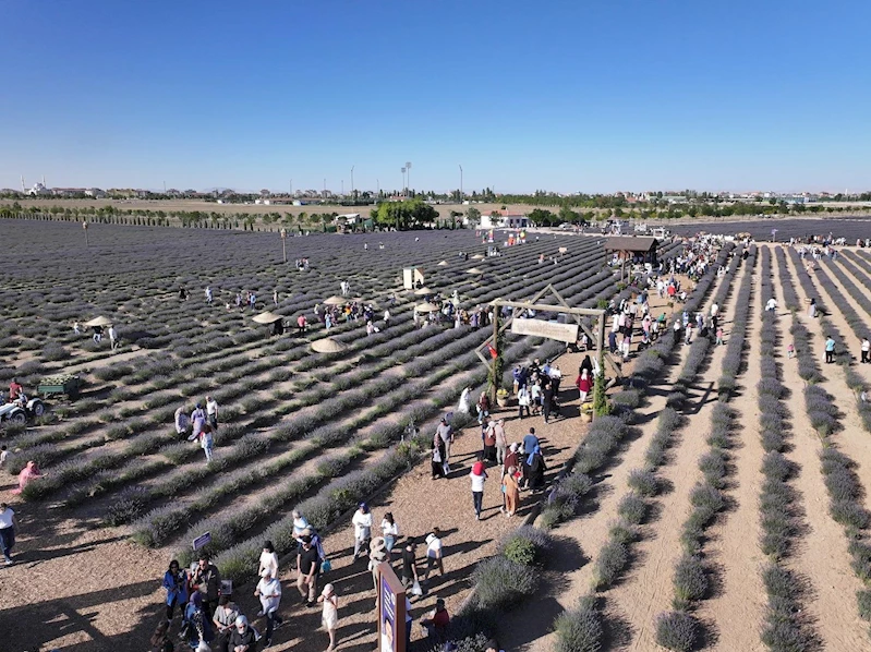 TÜRKİYE’NİN EN BÜYÜK LAVANTA BAHÇESİ’NDE FESTİVAL COŞKUSU