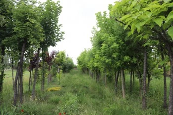 ESKİŞEHİR BÜYÜKŞEHİR BELEDİYESİ’NDEN AÇIKLAMA