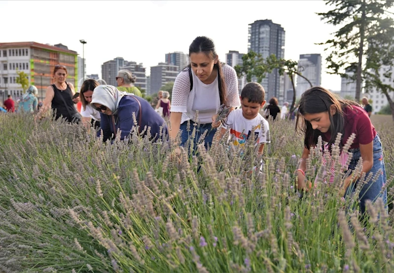 2. Geleneksel Lavanta Festivali Keçiören`de renkli görüntülere sahne oldu