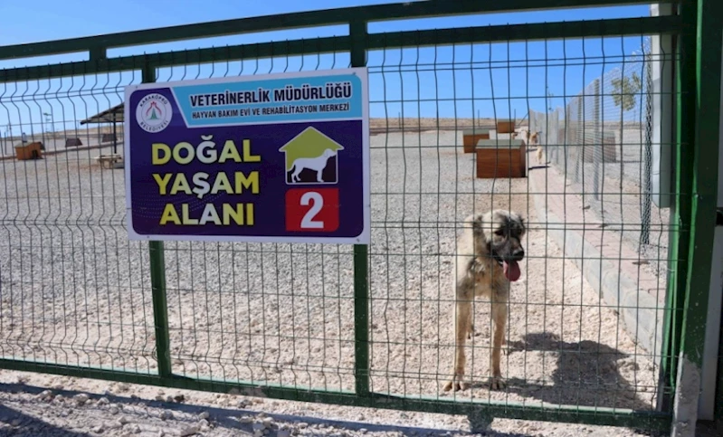 KARAKÖPRÜ’DE SOKAK HAYVANLARI İÇİN BAKIM EVİ VE DOĞAL YAŞAM ALANI OLUŞTURULDU