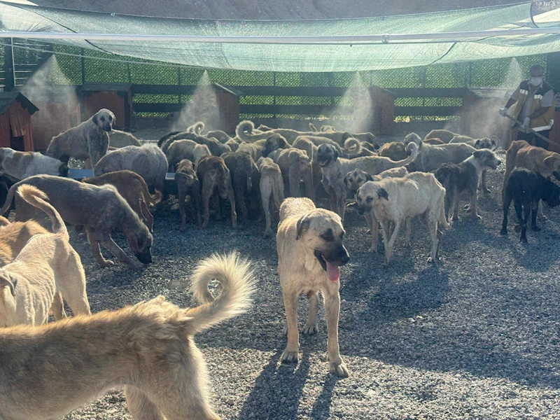 Kahta’da Sokak Hayvanlarına Fıskiyeli ve Klimalı Yaşam Alanı