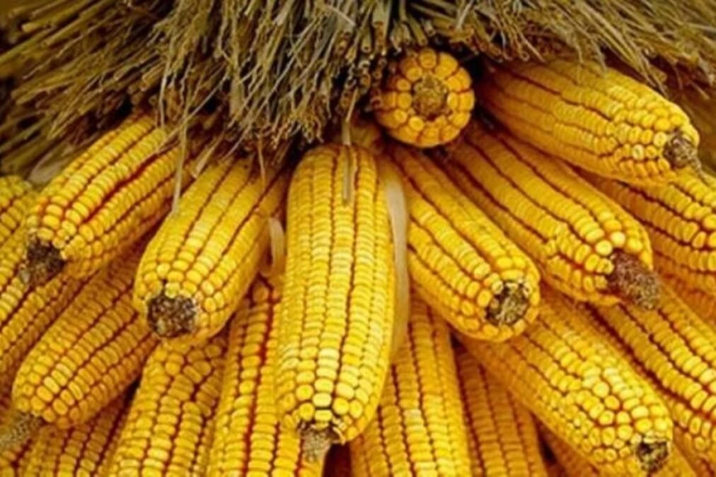 TMO mısır alımlarına başlıyor... Ton başına alım fiyatı belli oldu