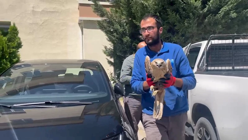 Erciyes A.Ş.’nin Duyarlı Ekipleri, Erciyes’te Yaralı Şahini Kurtardı