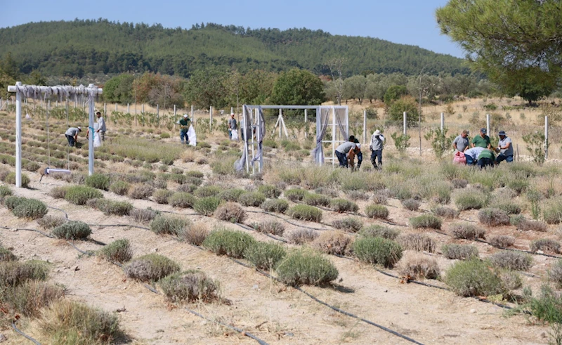 YUNUSEMRE’DE LAVANTA HASATI BAŞLADI