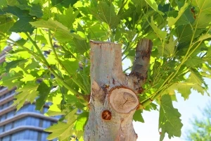 Tedavi edilen ağaçlar yeniden yeşerdi