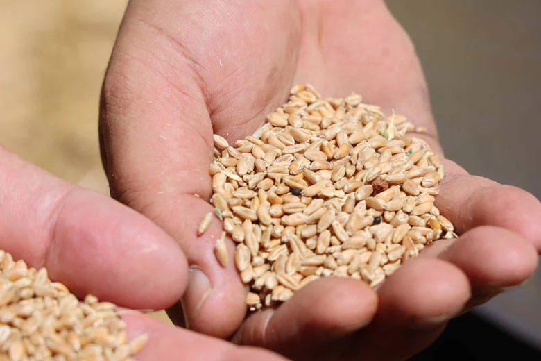 Halkın toprağından halkın sofrasına halk ekmek