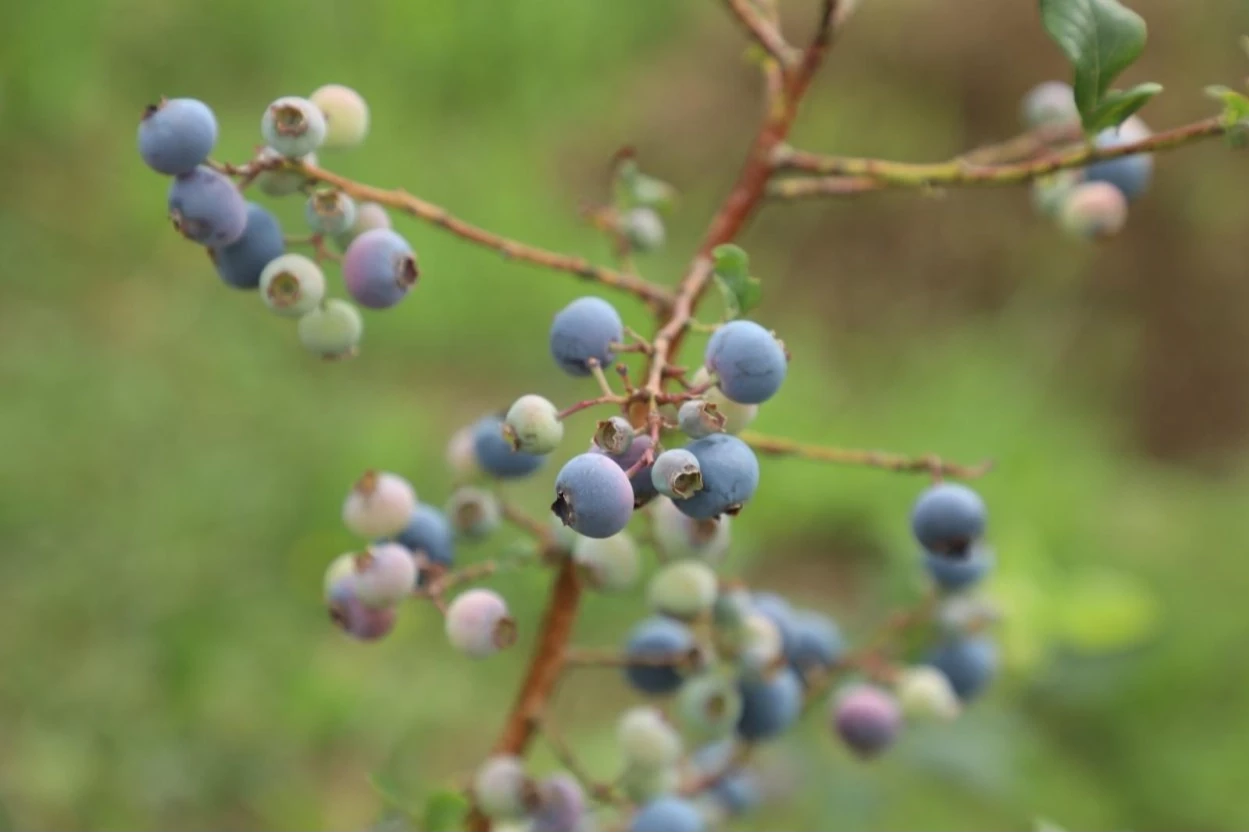 Ordu’da mavi yemiş üretimi büyüyor: Kilogramı 500 TL’den alıcı buluyor