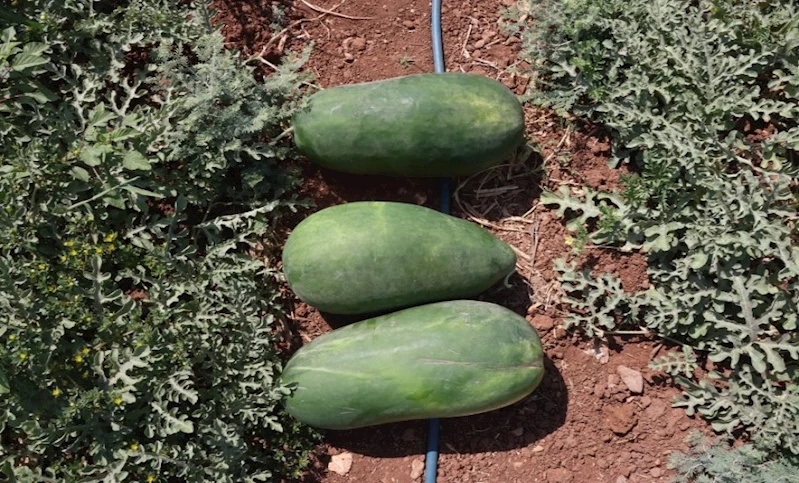 BÜYÜKŞEHİR, ATA TOHUMLARIYLA YEREL ÜRETİMİ GÜÇLENDİRİYOR