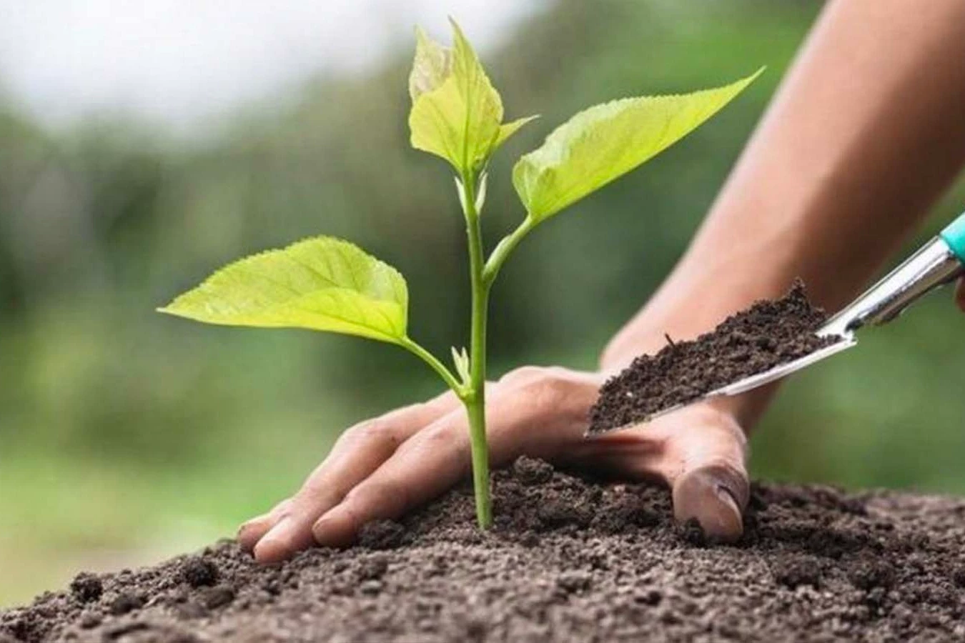 Ankaragücü taraftarlarından Bursa’ya 10 bin fidan desteği