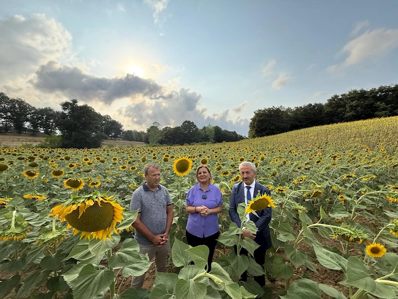 İZMİT BELEDİYESİ AYÇİÇEK TARLALARINDAN YAĞ ÜRETECEK