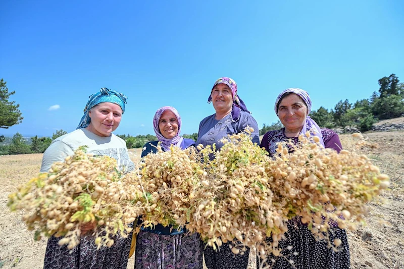 Mersin Büyükşehir İle Atalık Tohumlar Geleceğe Taşınıyor