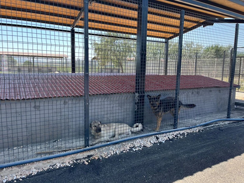ŞEHİT MUSTAFA GÜNDOĞDU MAHALLESİ’NDE BAĞLI KÖPEKLER KURTARILDI