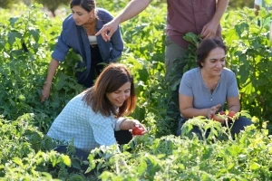 Yerel tohumlu bostanda hasat: Eşbaşkan Bucak kadınlarla sebze topladı