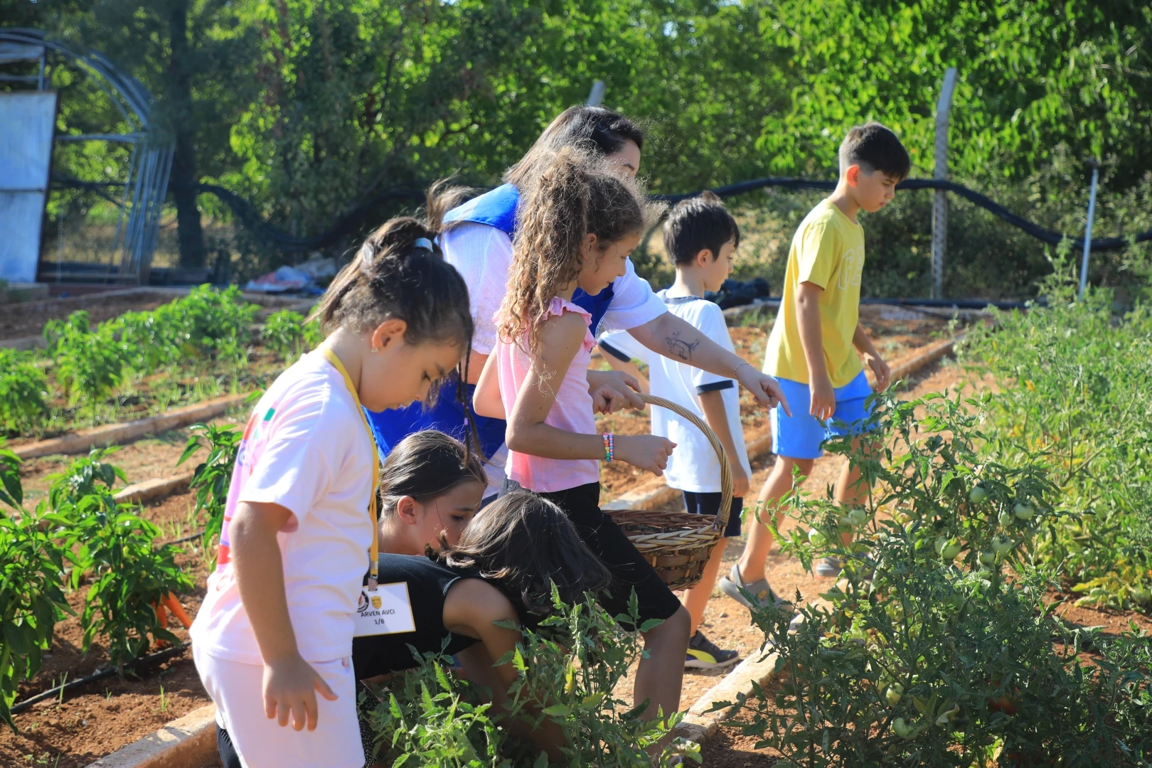 Muğla’da minik eller hasat sevinci yaşadı
