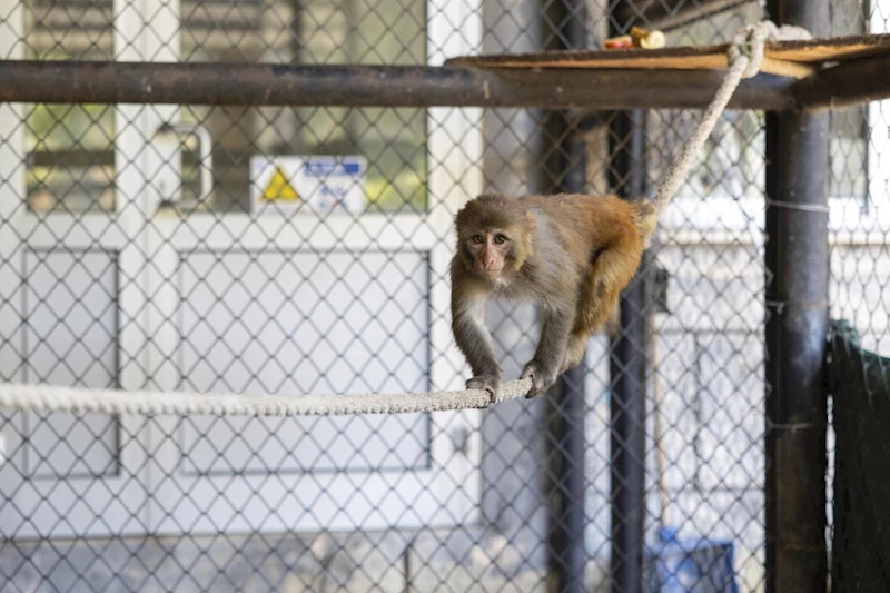 Şiddet Mağduru “Şeker”, Büyükşehir Belediyesi’nin Korumasında