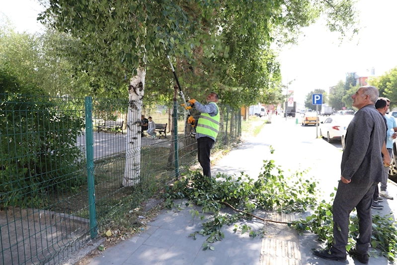 ARDAHAN BELEDİYESİ’NDEN AĞAÇ BUDAMA ÇALIŞMASI