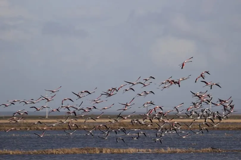 4 dernekten Gala Gölü için yardım çağrısı