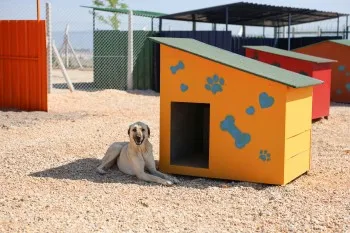 BÜYÜKŞEHİR BELEDİYESİ’NDEN CAN DOSTLAR İÇİN ANLAMLI KAMPANYA