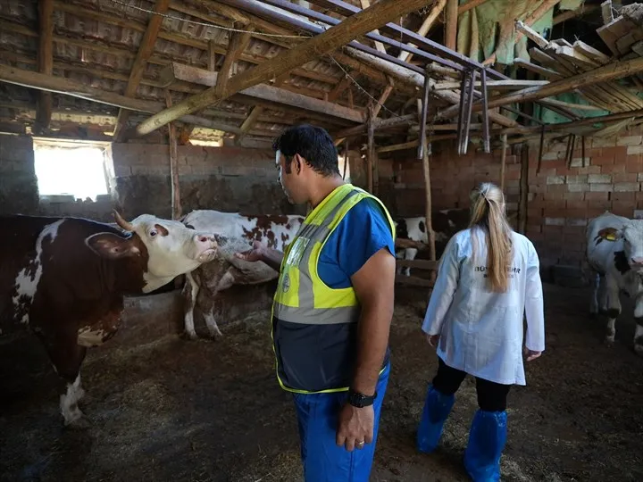 Büyükşehir’den üreticilere büyükbaş hayvan için veterinerlik desteği