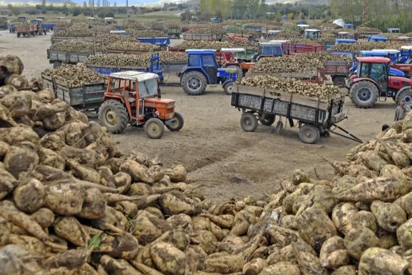 Ankara Şeker Fabrikası 14 bin ton pancar kuyruğu satacak