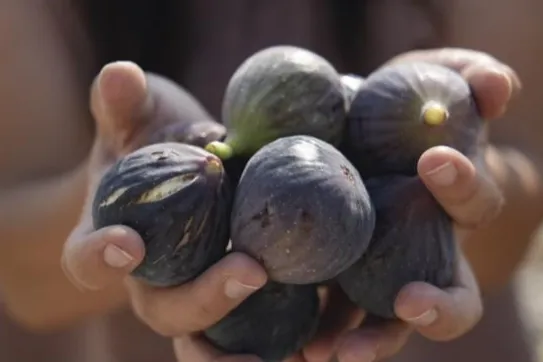 Mersin’de incir fidanları meyve vermeye başladı