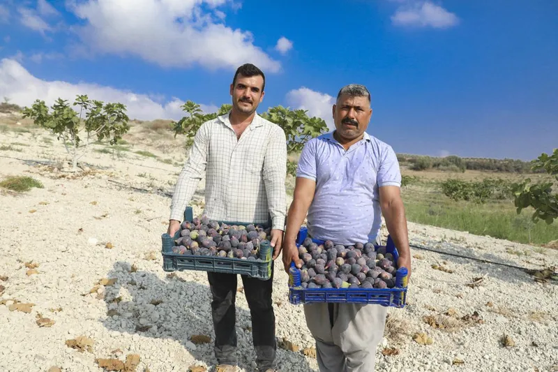 Mersin Büyükşehir’in İncir Fidanları Artık Meyvelerini Veriyor