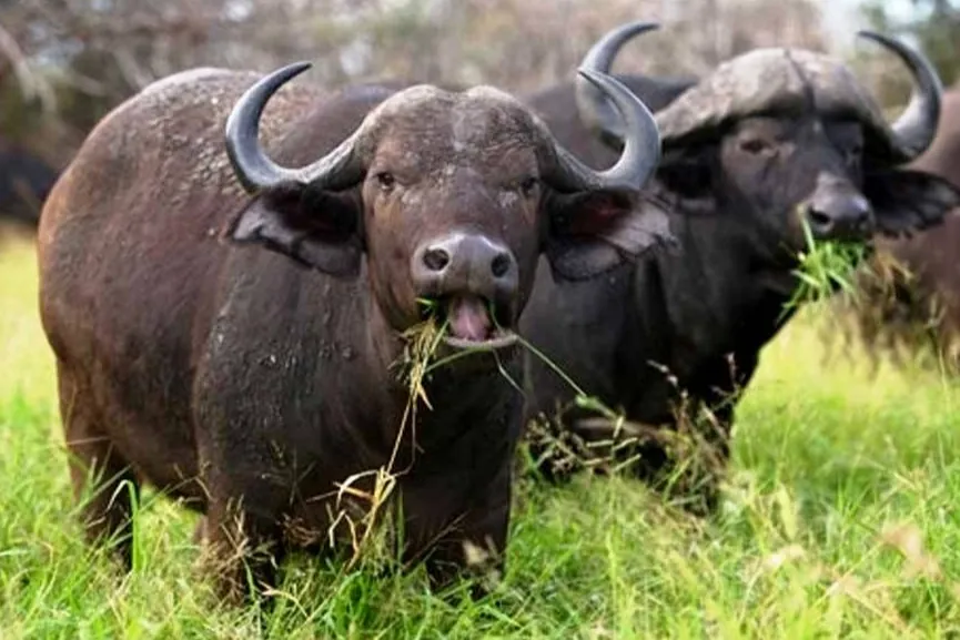 Büyükbaşta manda sayısı azaldı