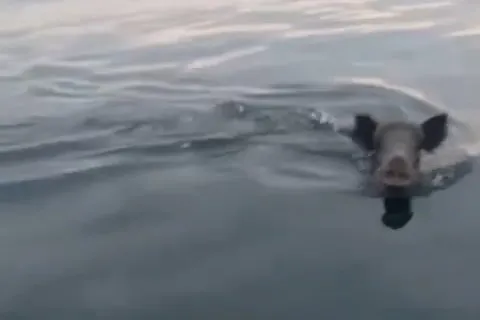 Bursa Mudanya açıklarında yüzen domuz sürprizi