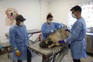 Uyuz tanısı konulan 50 köpek tedavi altına alındı