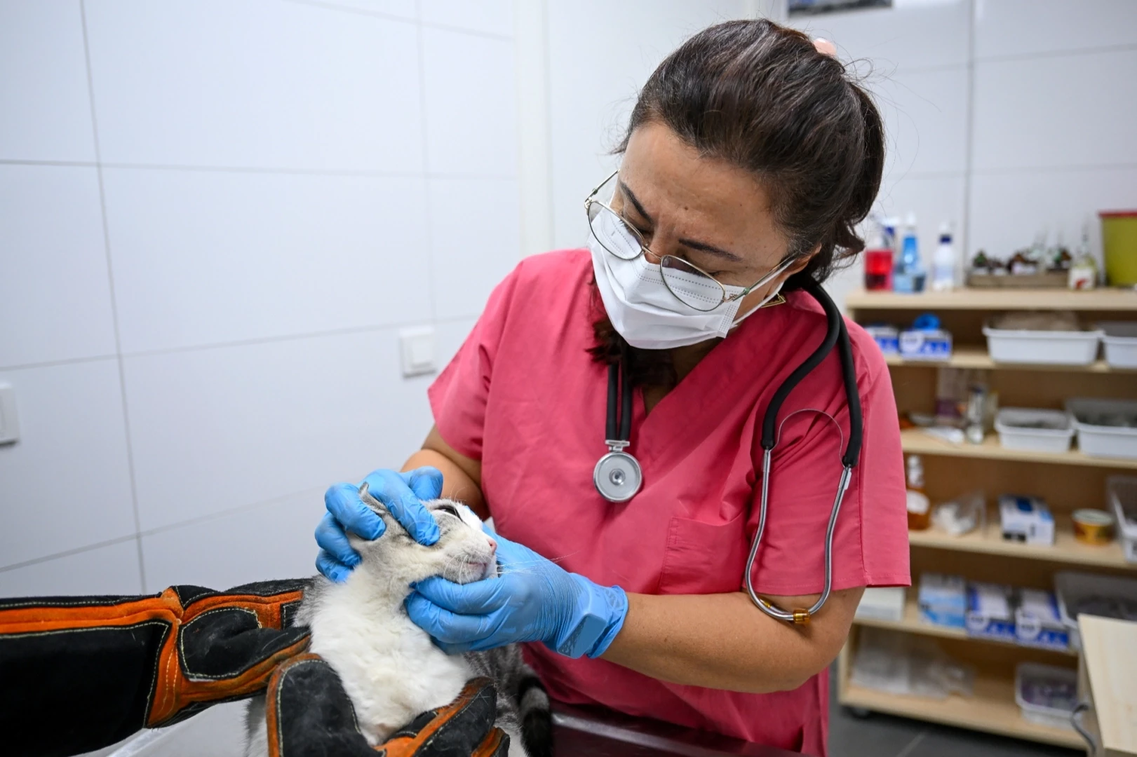 İzmir Bornova’da patili dostlara yeni yuva