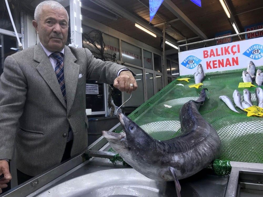 3  Metre Boyundaki Dev Yılan Balığı Görenleri Hayrete Düşürdü