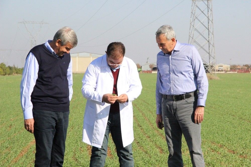 Ahmet Buğdayı Anadolu Topraklarında Yeniden Hayat Bulacak