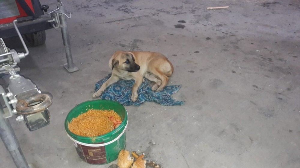 Arabanın Çarptığı Köpeğin Yardımına Veterinerlik Ekipleri Koştu