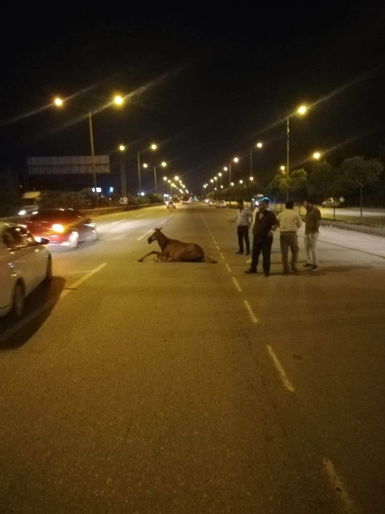 Aracıyla Ata Çarpıp Kaçan Sürücü Her Yerde Aranıyor