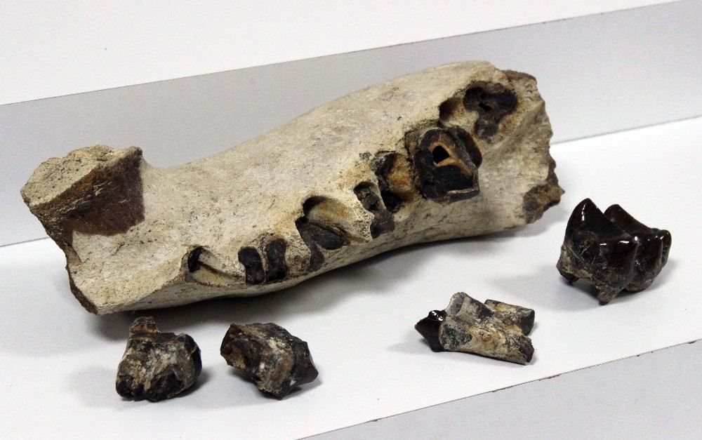 Avcılarda Roma Ve Bizans Dönemine Ait Sikkeler Ve Dinozor Fosilleri Ele Geçirildi