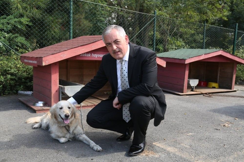 Başkan Aydından Sokak Hayvanları Açıklaması