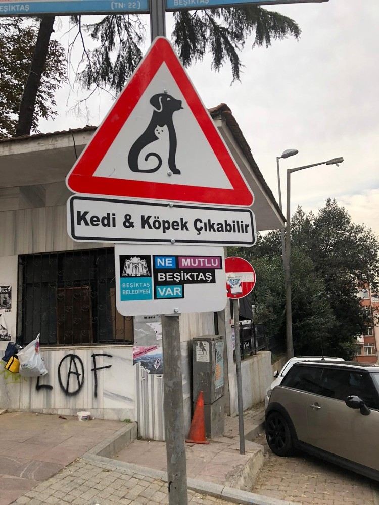 Beşiktaşın Sokaklarında ?Kedi Ve Köpek Çıkabilir Farkındalığı