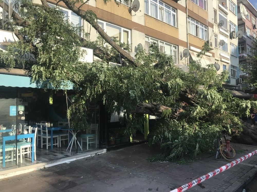 Beşiktaşta Devrilen Ağaç Yürekleri Ağza Getirdi