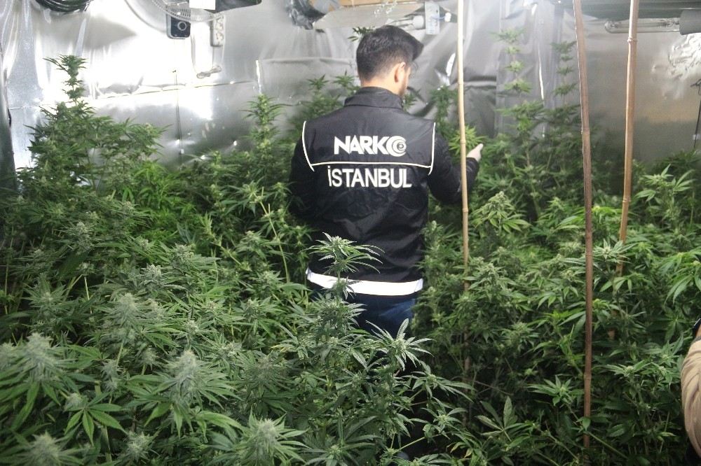 Beykozda 3 Milyon Liralık Hint Keneviri Operasyonu