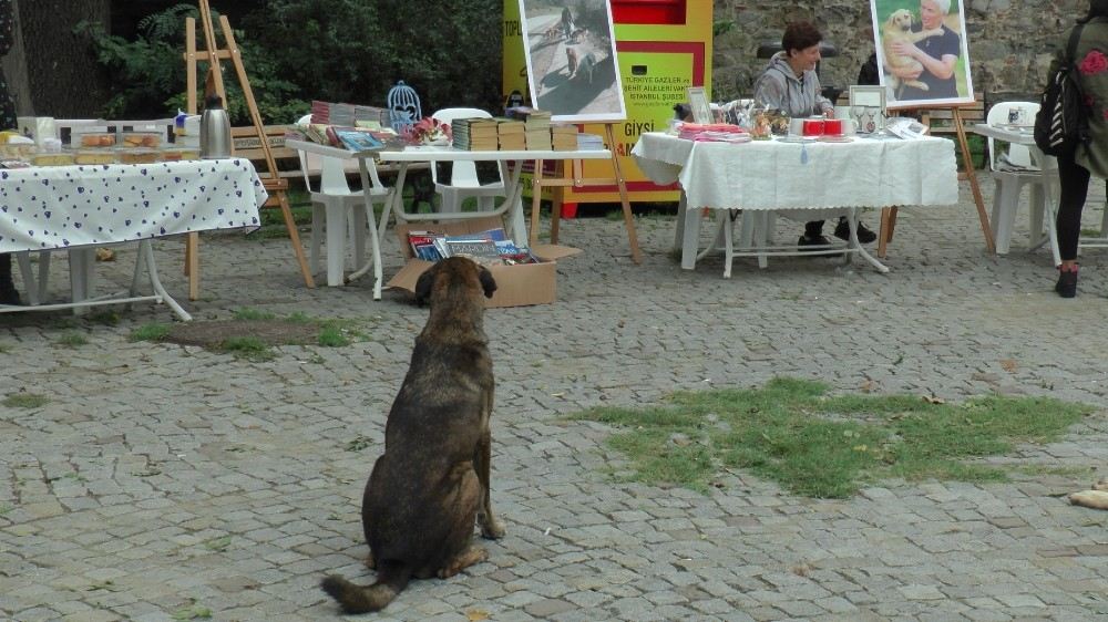 Beykozda Hayvanlar İçin Kermes