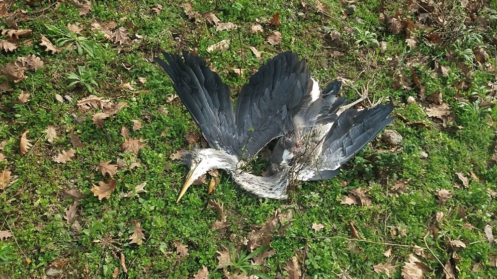 Karabatak Ve Avlanması Yasak Olan Gri Balıkçıl Kuşu Zevk İçin Vuruldu