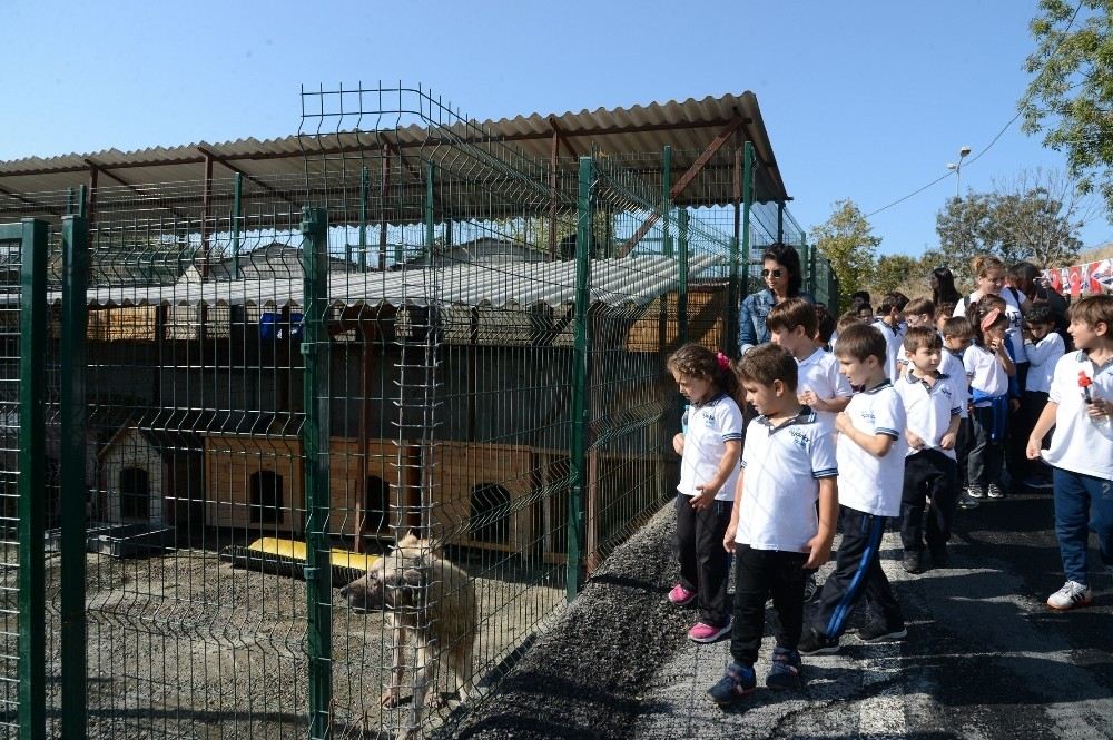 Beylikdüzünde Minik Öğrenciler Sokak Hayvanlarıyla Buluştu