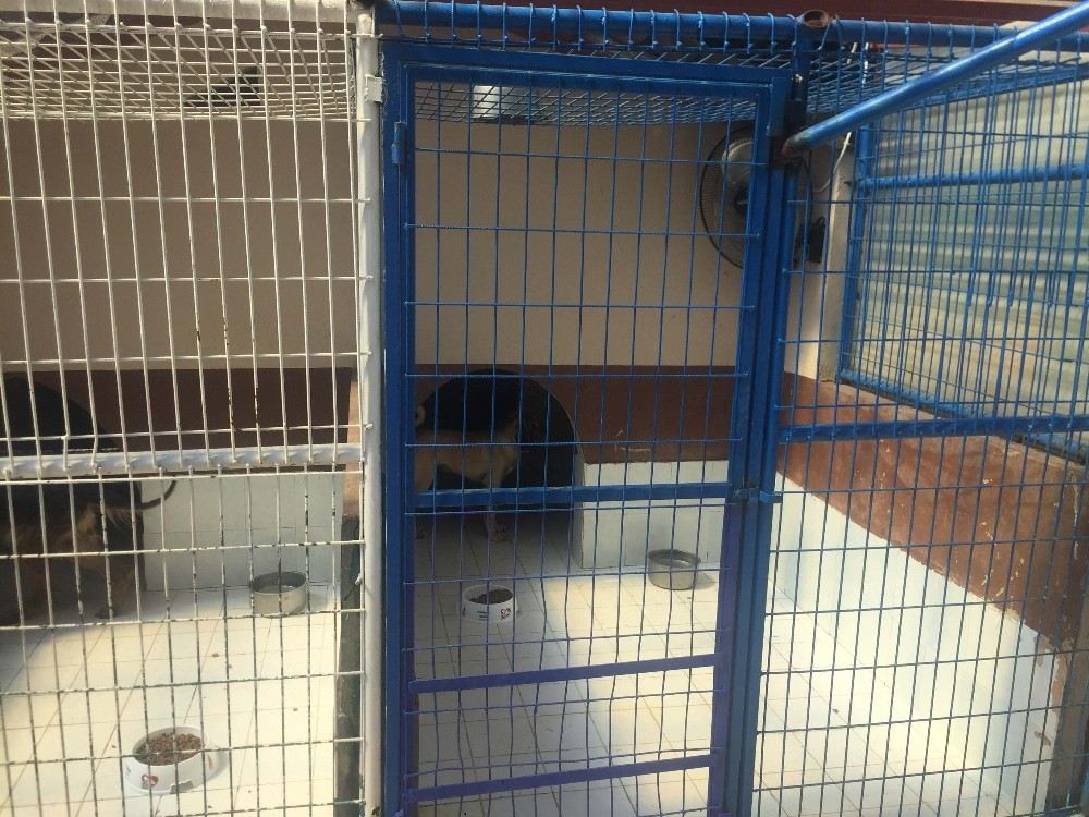 Beyoğlunda Sokak Hayvanları Vantilatörle Serinleyecek