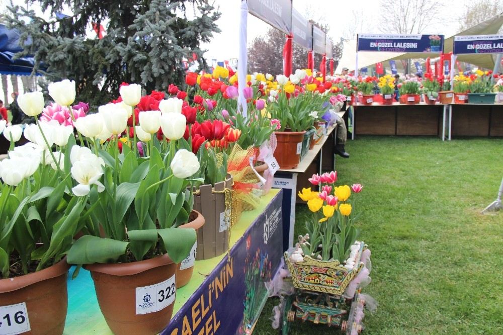 Bu Festivalde En Güzel Laleler Yarışıyor