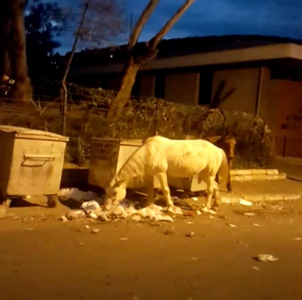 Büyükadada Atların Çöpte Yemek Ararken Çekilen Görüntüleri İçleri Sızlattı