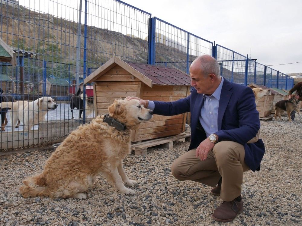 Büyükçekmece Belediyesi Barınaktaki Köpekler İçin Bahçeli Sisteme Geçiyor