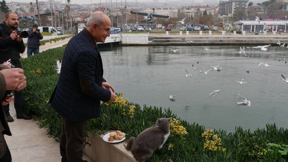 Büyükçekmece Belediyesi Sokak Hayvanların Bakım Ve Tedavilerini Üstleniyor