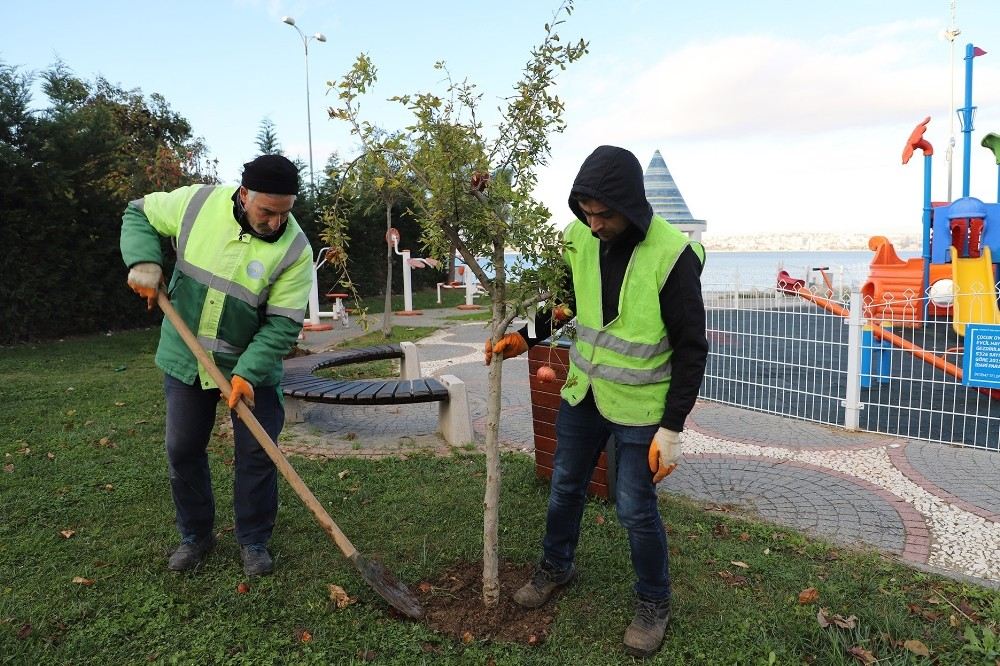 Büyükçekmecede Çocuk Parkları Meyve Ağaçlarıyla Donatılıyor