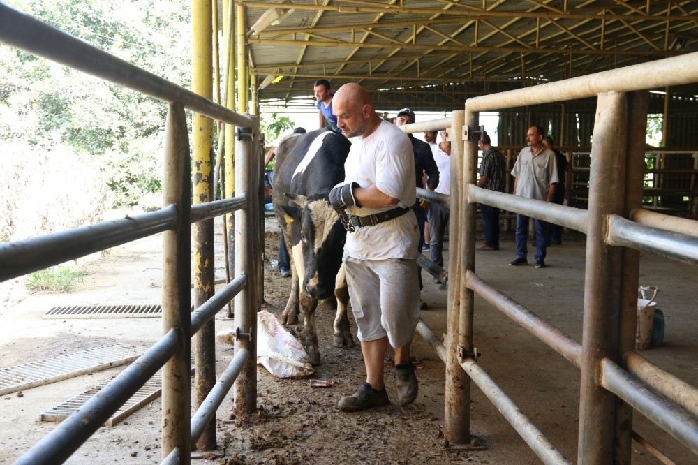 Büyükşehir Mezbahalarında Kesimler Yapıldı